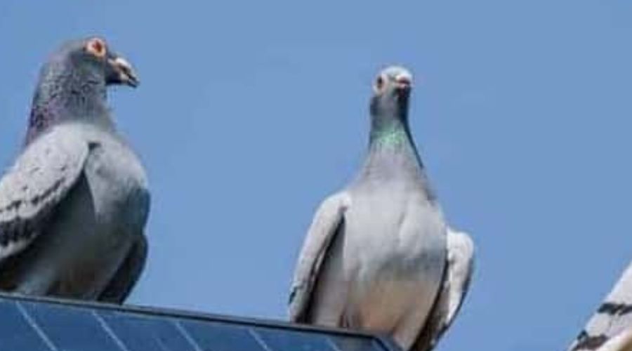 Bird proofing installed on a roof
